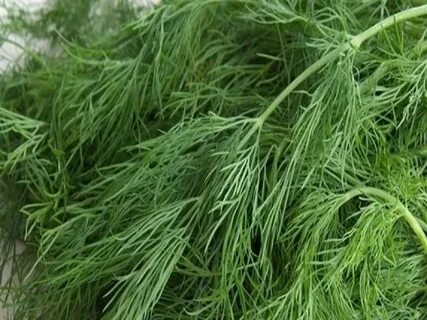 فروش فوری و ارزان شوید خشک اعلا